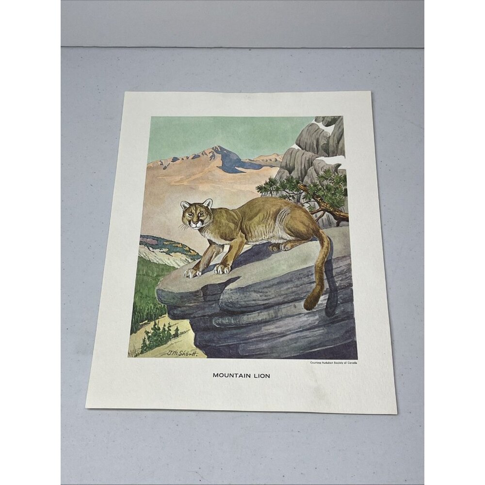 J.M. Shortt Mountain Lion Audubon Society of Canada Print 11 X 8.5